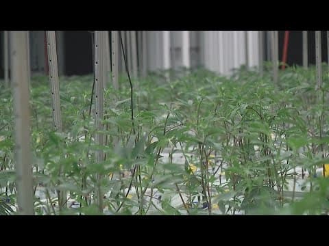 Medical marijuana dispensaries can apply for recreational sale licenses