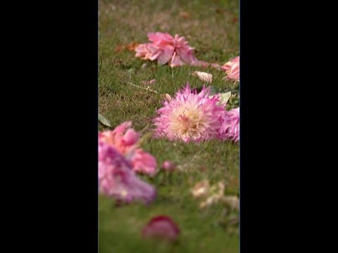 Federal Way dahlias damaged