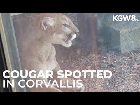 Cougar spotted in Corvallis neighborhood after killing deer under resident's porch
