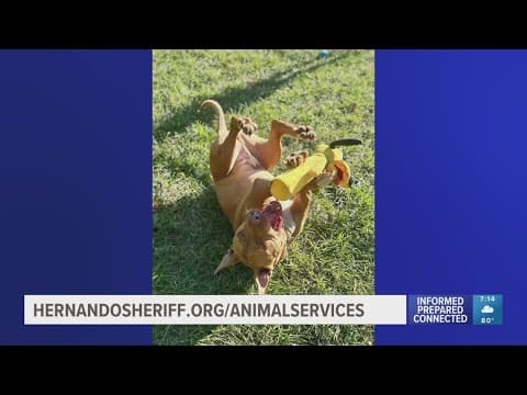 Adopt Indiana Bones in Hernando County