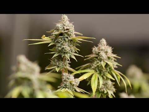 Ohio to issue first set of licenses to sell recreational marijuana on Tuesday