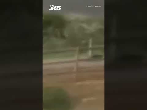 Oregon woman finds rare animal on her property