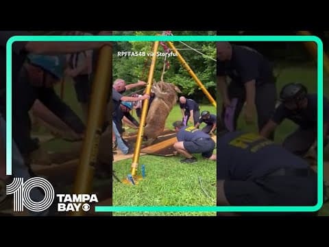 Donkey rescued from sinkhole in North Carolina