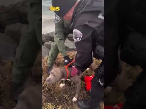 Man, dog rescued from sailboat during windstorm