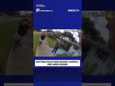 Florida police ‘arrest’ iguana after wild neighborhood chase