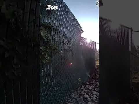 Escaped kangaroo nabbed in Spanaway