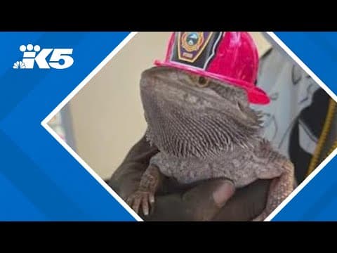 Bearded dragon alerts homeowner to house fire