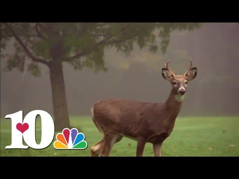 Daylight savings and deer mating season can lead to more crashes on the roads