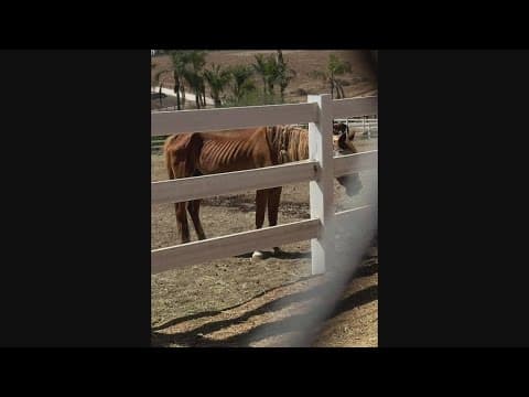 San Diego County investigates ranch amid concerns of horse welfare