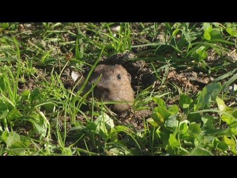 Residents concerned over gopher poison used at Ocean Beach park