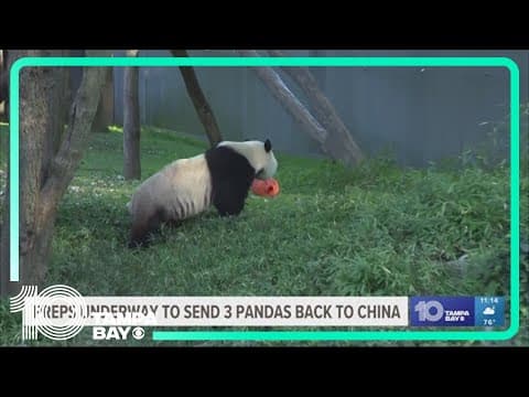 US pandas set to return to China, ending 50 years of animal diplomacy