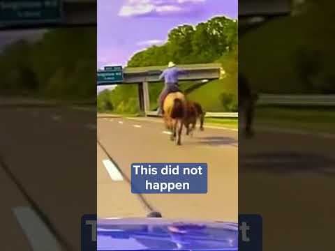 Moo-ve over! Cowboys lassoed wayward cattle on a Michigan highway! #kare11 #shorts
