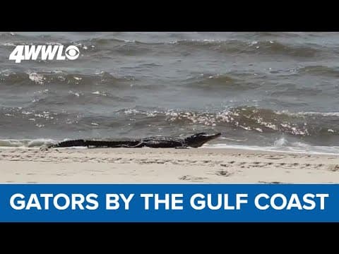 Gators hit the beaches in the Gulf Coast during breeding season