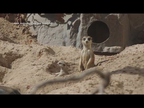 San Antonio Zoo celebrates baby meerkats