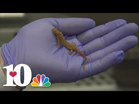 UT Center for Wildlife Health warns about fungus threatening amphibians in Europe