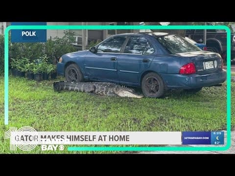 Gator hangs out outside Polk County home