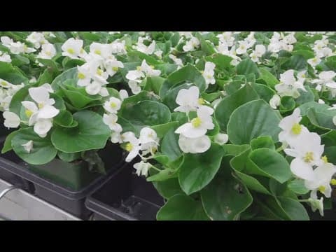 Stanley's Greenhouse shares some tips on spring gardening