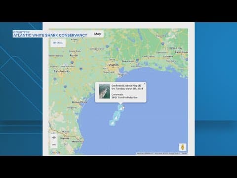 Scientists tracking great white shark off Texas coast