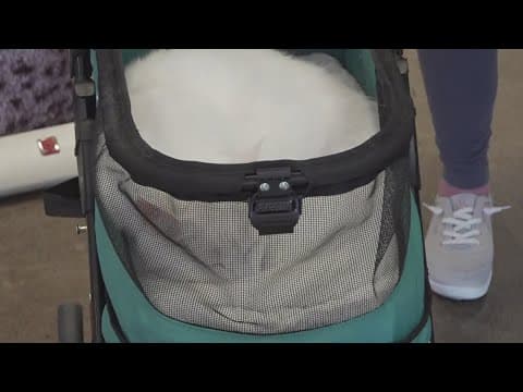 Tennessee Valley cat show prances into Knoxville this weekend