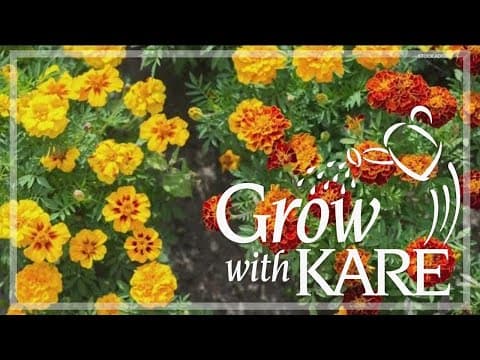 Grow with KARE: Cultivating your flowers from seed vs. buying plants
