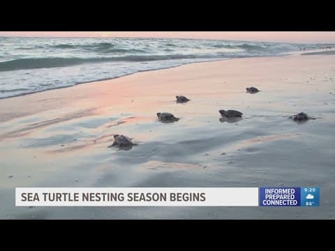 Sea turtle nesting season begins today