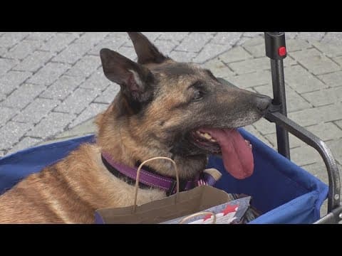 K-9 hero honored at WWII museum in New Orleans