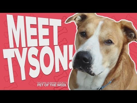 Pet Rescue of the Week: Tyson