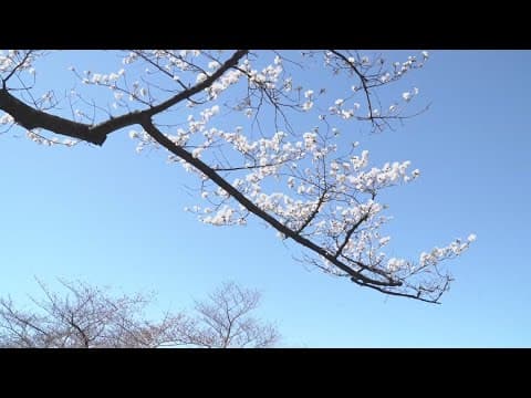 Indicator Tree starting to bloom at Tidal Basin in DC
