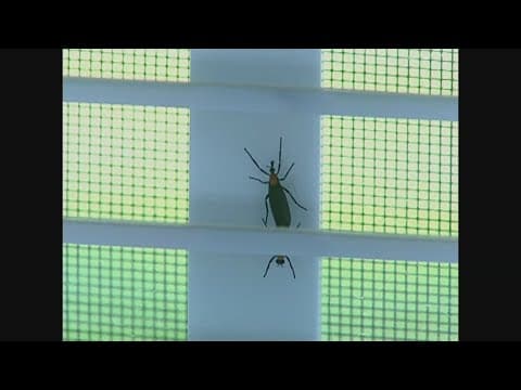 Naturally Nawlins with Frank Davis: Love Bugs