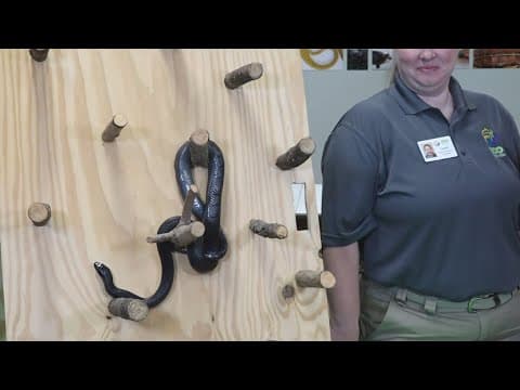 Cool Camps: Getting up close and personal with Toothless the snake!