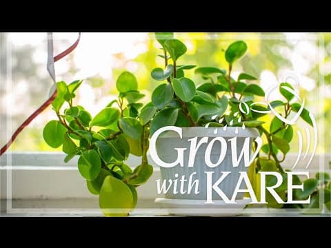 Houseplant trends for 2023