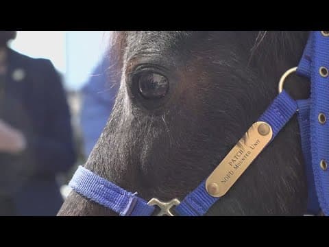 NOPD's Patch gets Taylor Swift friendship bracelet