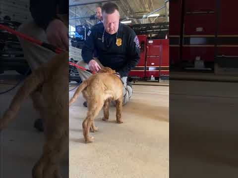 Meet Rex and Brooklyn, the newest additions to the Brooklyn Center FD & PD. #shorts #kare11