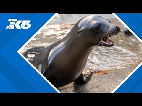 Sea lion pup Pepper dazzles with gymnastics at Point Defiance Zoo