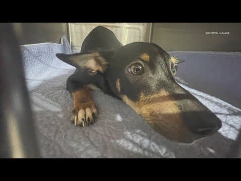 23 dogs rescued from hoarding situation by Houston Humane Society