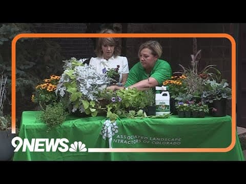 How to keep landscaping healthy in the heat