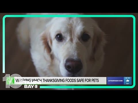 Which Thanksgiving foods are safe for pets to eat?