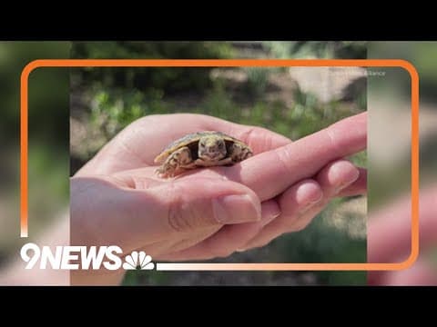 Denver Zoo baby turtle finally gets a name