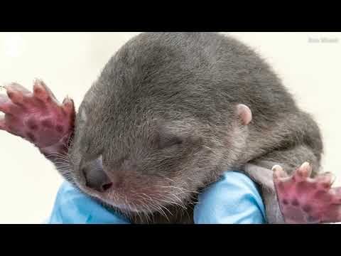 Three river otters born at zoo in Miami, Florida