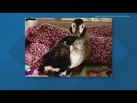 Rare duck rescued in Greenfield
