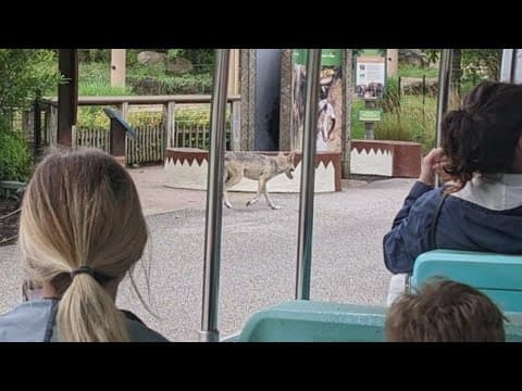 Wolf secured after breaching its enclosure at Cleveland zoo