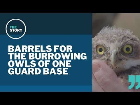 How barrels helped bring eastern Oregon's burrowing owls from the brink