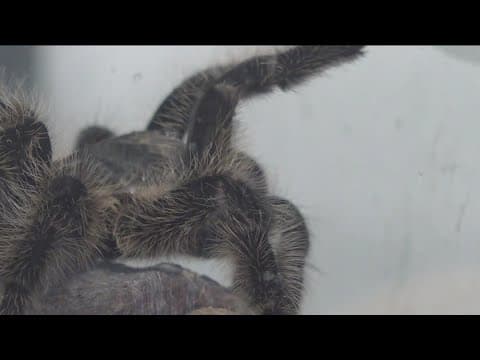Thousands of tarantulas to roam across San Diego
