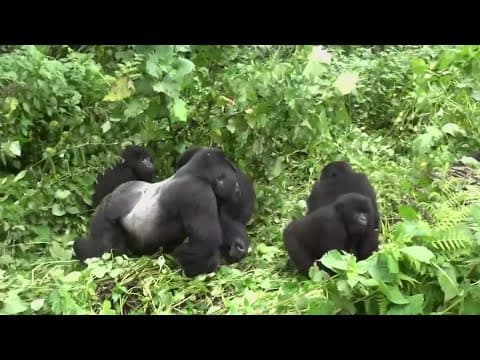 Wildlife population plummeting, researchers are concerned