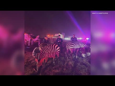 Police save circus animals from burning semi on I-69 in Grant County