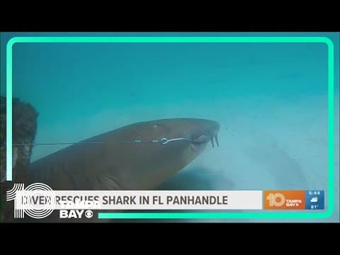 Divers rescue shark stuck on reef in Florida Panhandle