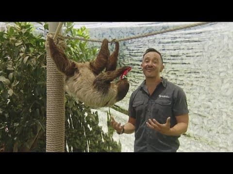Zoo Day | Fun facts about sloths
