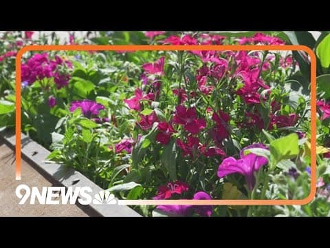 Thousands of flowers line the streets of Breckenridge during the summer