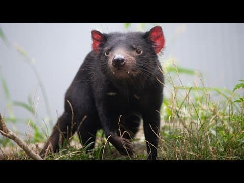 Columbus Zoo announces death of 4-year-old Tasmanian devil