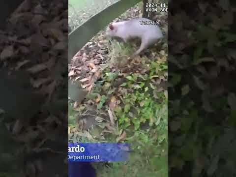 Tacoma police capture "non-compliant" pig that got loose this week #king5 #tacoma